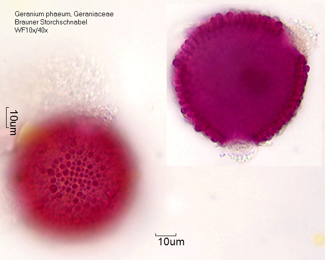 Datei:Geranium phaeum (2).jpg