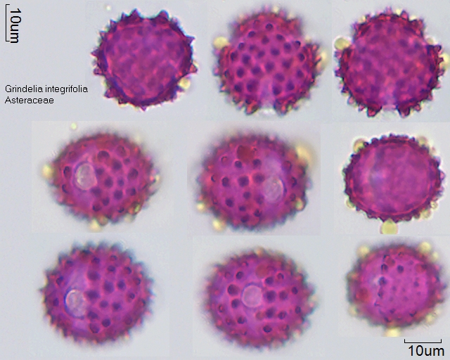 Pollen von Grindelia integrifolia