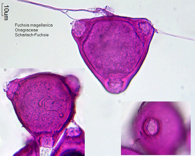 Pollen von Fuchsia magellanica