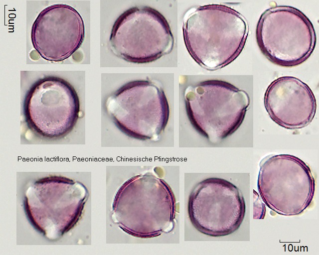 Pollen von Paeonia lactiflora