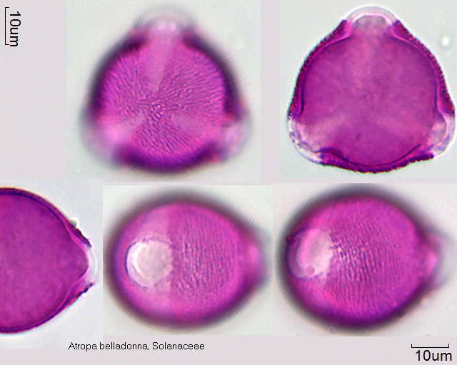 Pollen von Atropa belladonna, 1-086-1