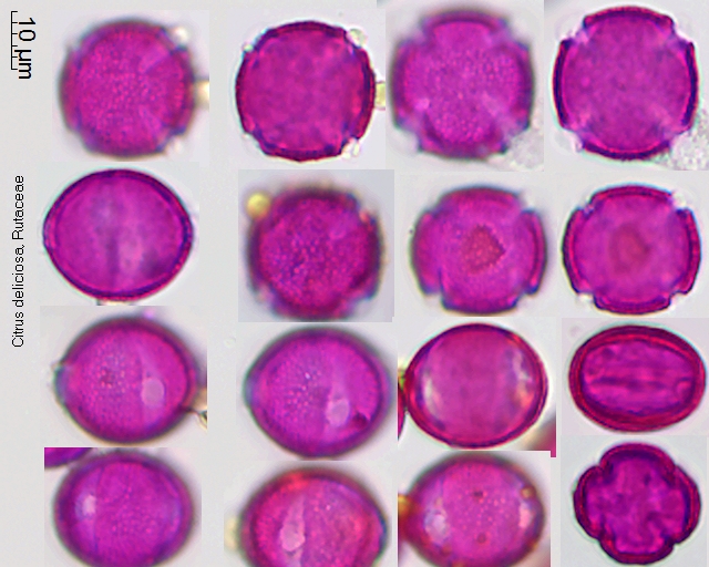 Pollen von Citrus deliciosa
