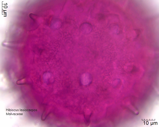 Pollen von Hibiscus lasiocarpos