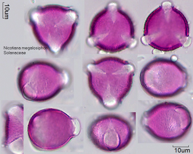 Pollen von Nicotiana megalosiphon