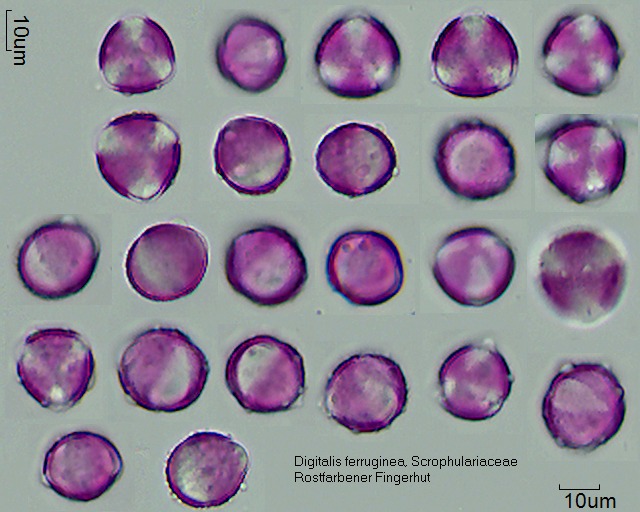 Pollen von Digitalis ferruginea