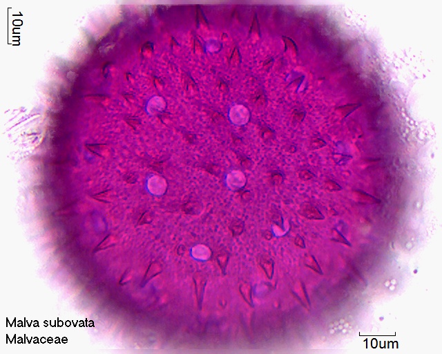 Pollen von Malva subovata