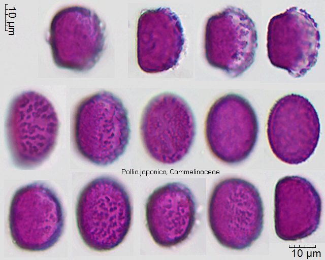 Pollen von Pollia japonica