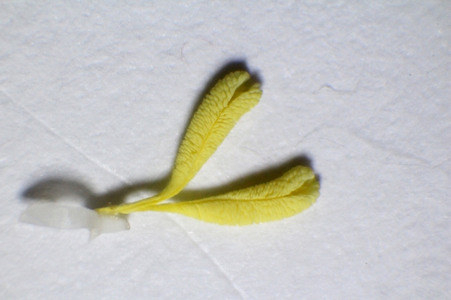 Pollinarium von Ludisia discolor, ca. 5 mm lang