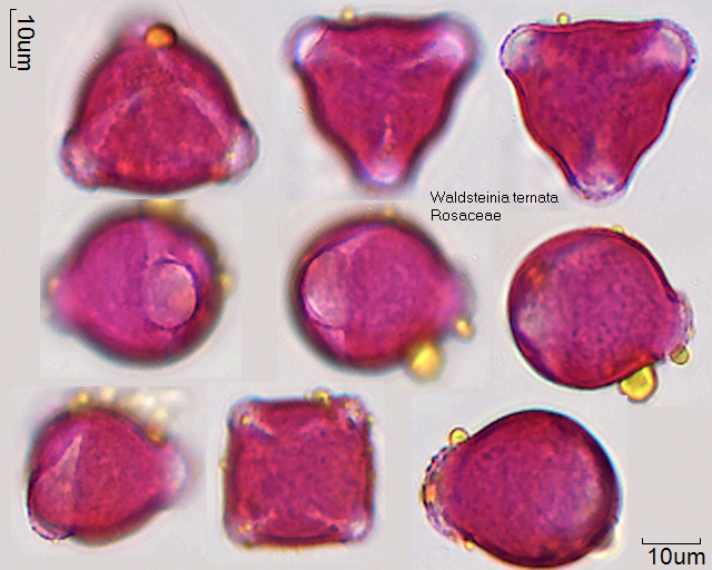 Pollen von Waldsteinia ternata