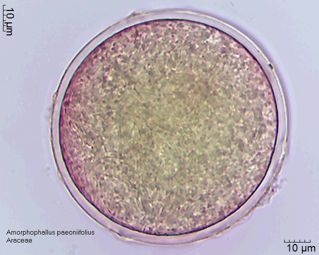 Pollen von Amorphophallus paeoniifolius, 11-051-1