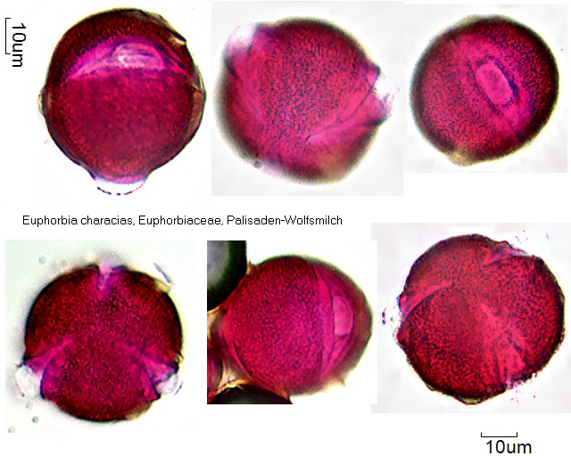 Pollen von Euphorbia characias, 7-012