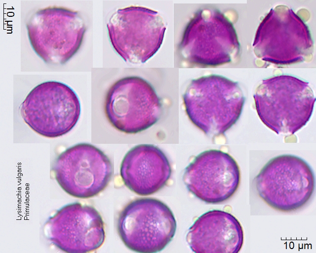 Pollen von Lysimachia vulgaris, 3-017-1