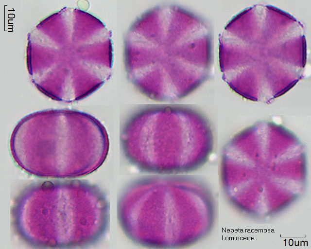 Pollen von Nepeta racemosa