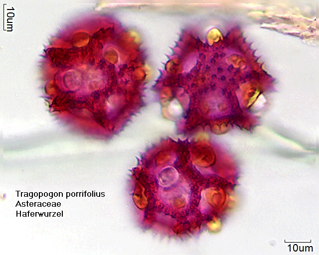 Tragopogon porrifolius.jpg