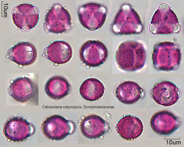 Datei:Calceolaria calynopsis.jpg