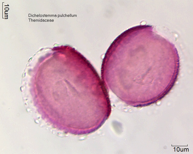 Dichelostemma pulchellum (2).jpg
