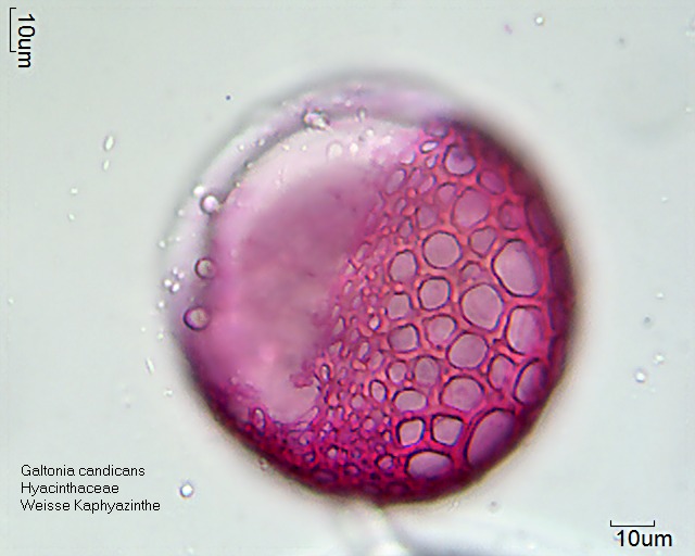 Pollen von Galtonia candicans (1).jpg