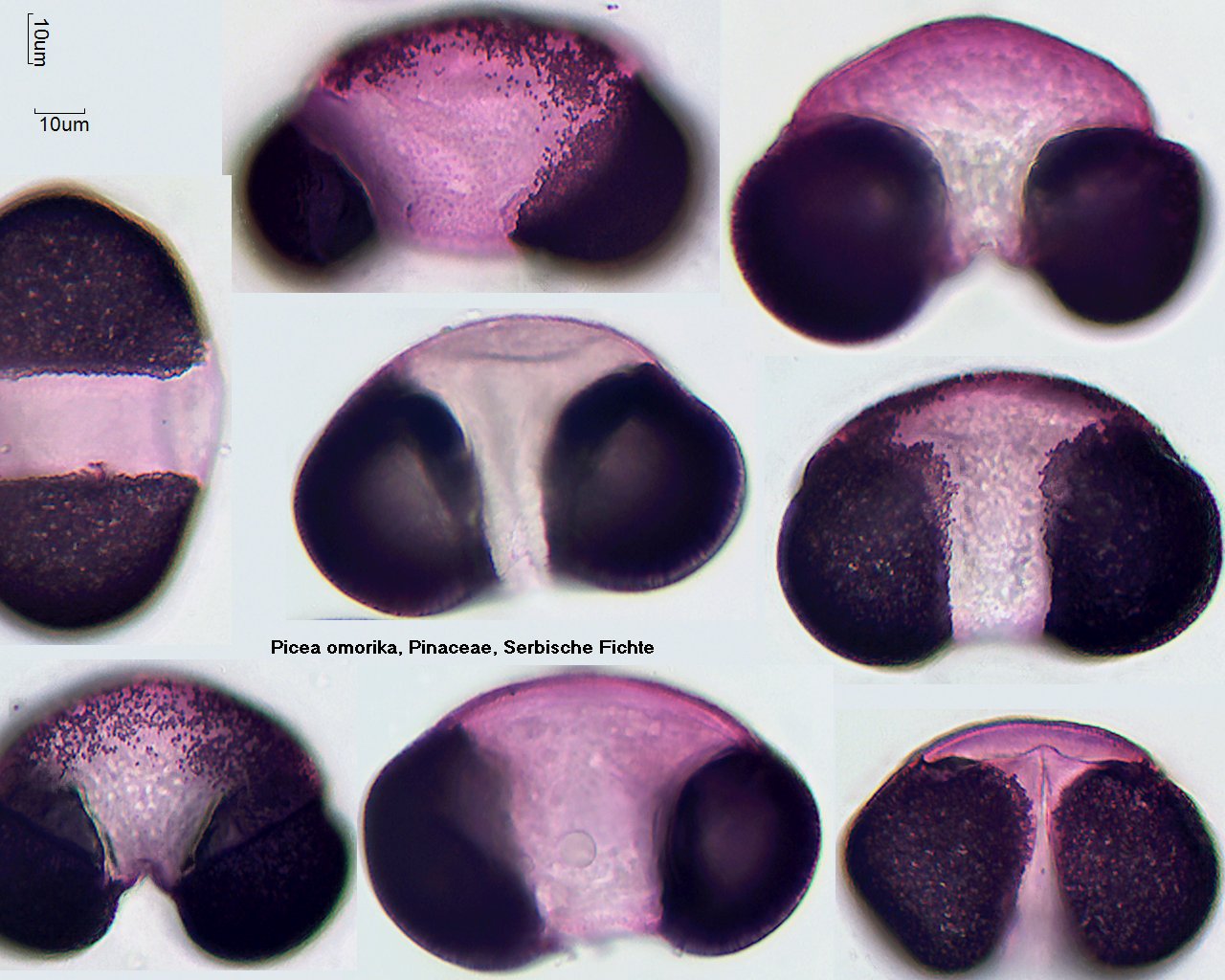 Pollen von Picea ormorika