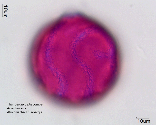Datei:Thunbergia battiscombei (1).jpg