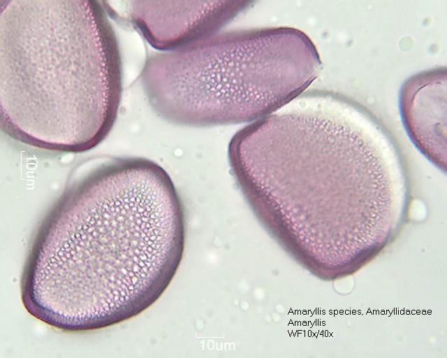 Pollen von Amaryllis species