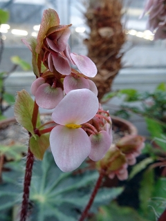 Datei:VBegonia heracleifolia.JPG