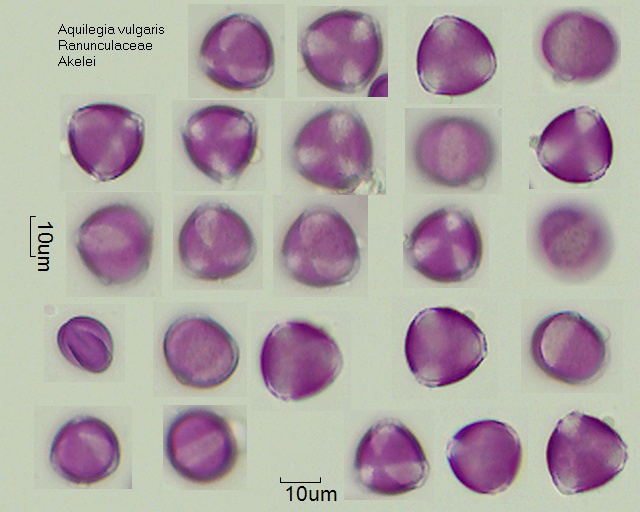 Pollen von Aquilegia vulgaris