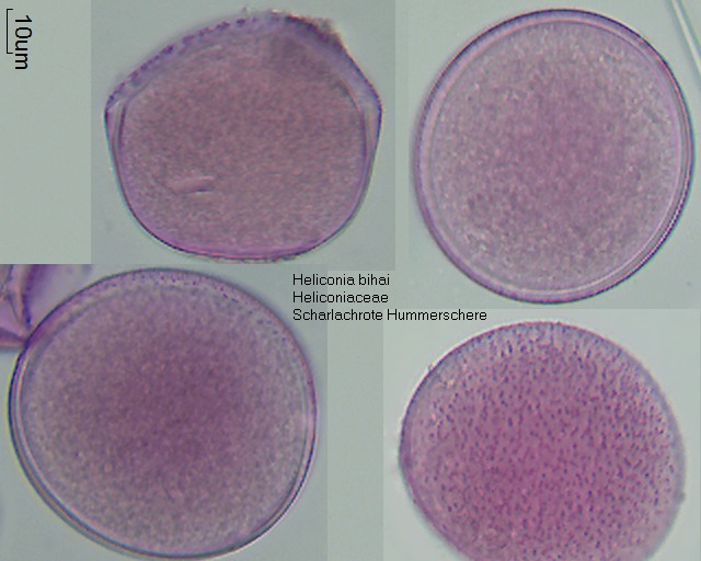 Pollen von Heliconia bihai