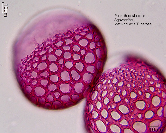 Datei:Polianthes tuberosa (2).jpg