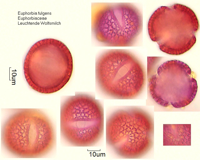Pollen von Euphorbia fulgens