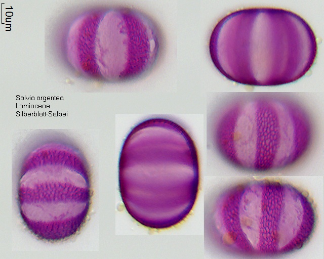 Datei:Salvia argentea (2).jpg