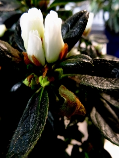 VRhododendron simsii.JPG