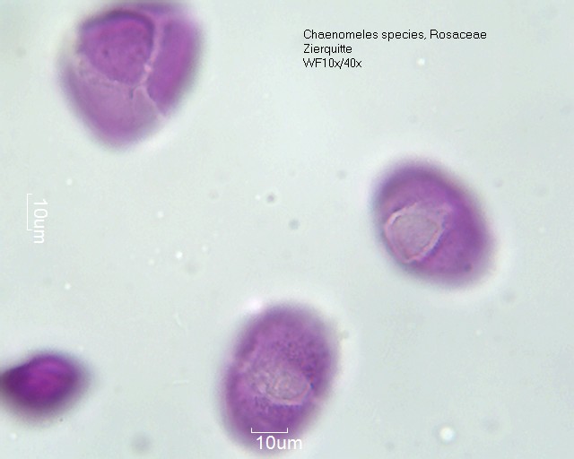 Pollen von Chaenomeles speciosa, 1-058