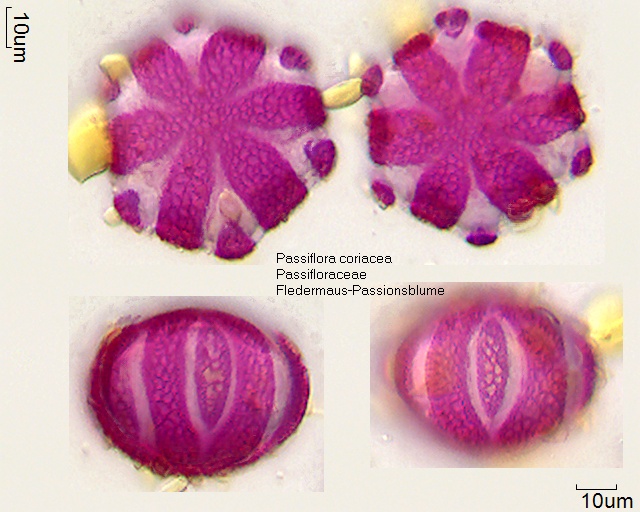 Pollen von Passiflora coriacea