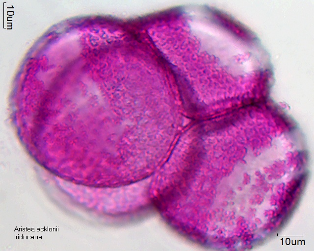 Pollen von Aristea ecklonii