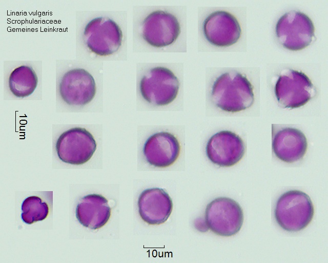 Pollen von Linaria vulgaris