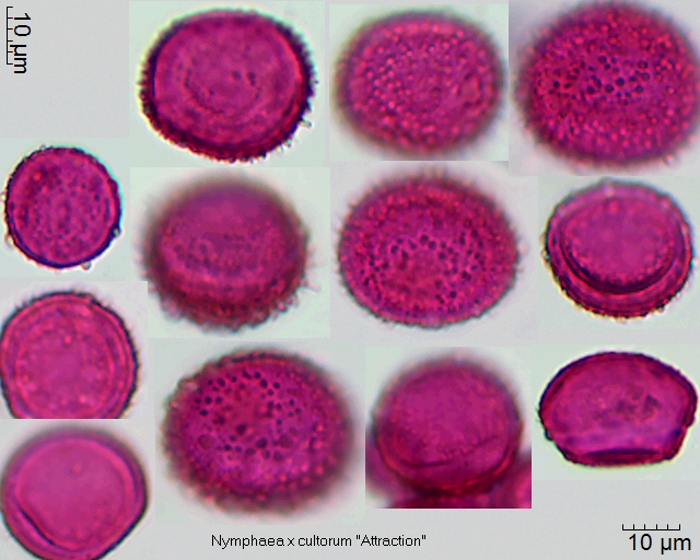 Pollen von Nymphaea x cultorum