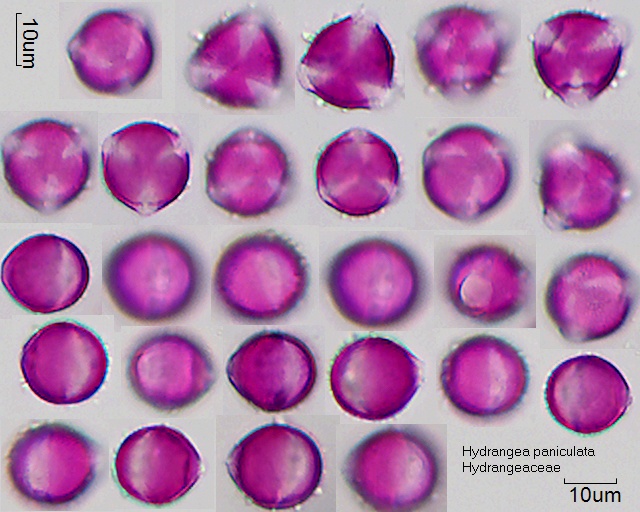 Pollen von Hydrangea anomala