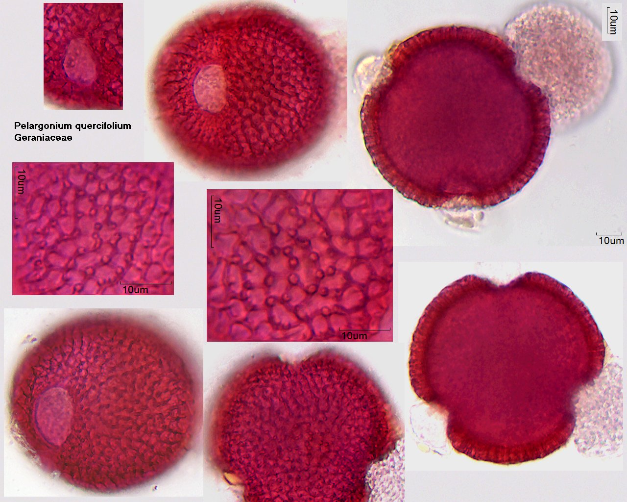 Pollen von Pelargonium quercifolium