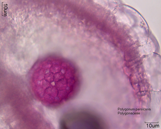 Pollen von Polygonum persicaria