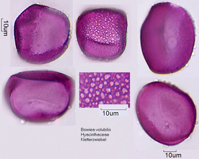 Pollen von Bowiea volubilis (1).jpg