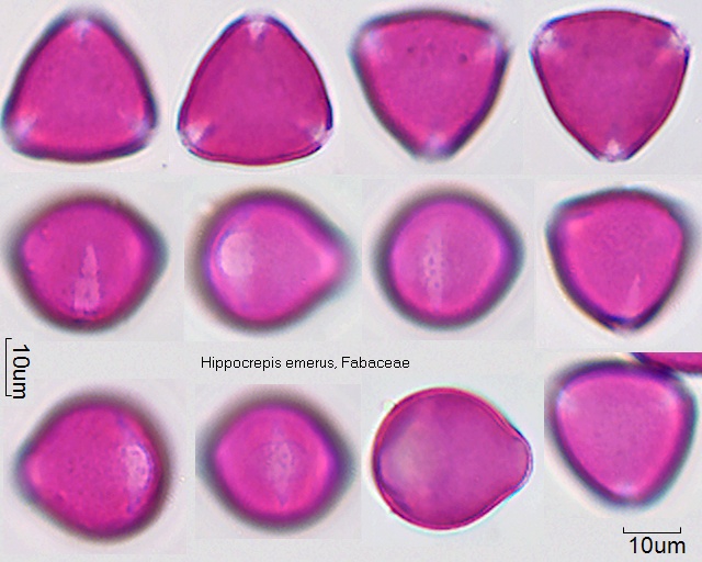 Pollen von Hippocrepis emerus