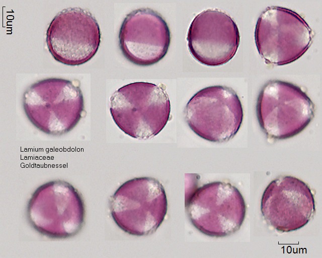 Pollen von Lamium galeobdolon