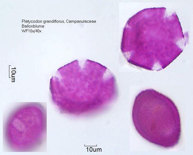 Datei:Platycodon grandiflorus (3).jpg