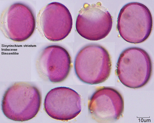 Pollen von Sisyrinchium striatum