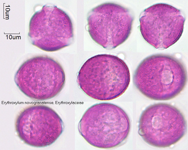 Pollen von Erythroxylum novogranatense