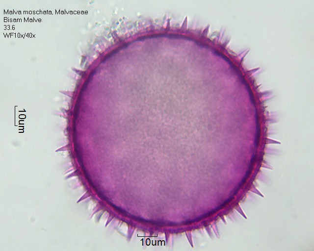 Pollen von Malva moschata