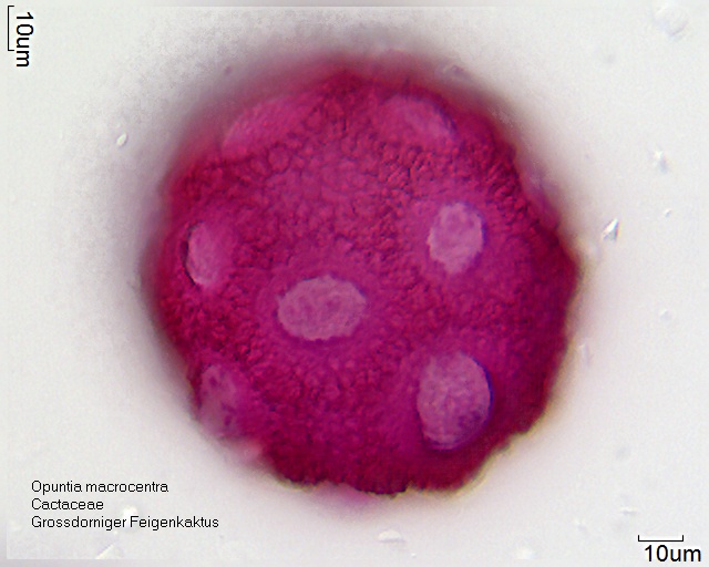 Datei:Opuntia macrocentra (2).jpg