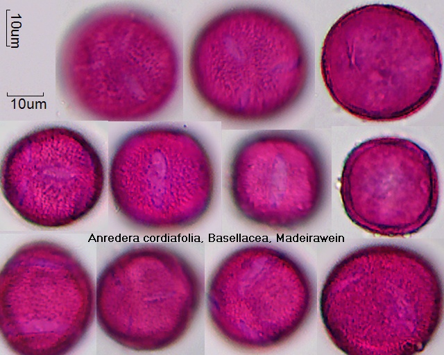 Pollen von Anredera cordifolia