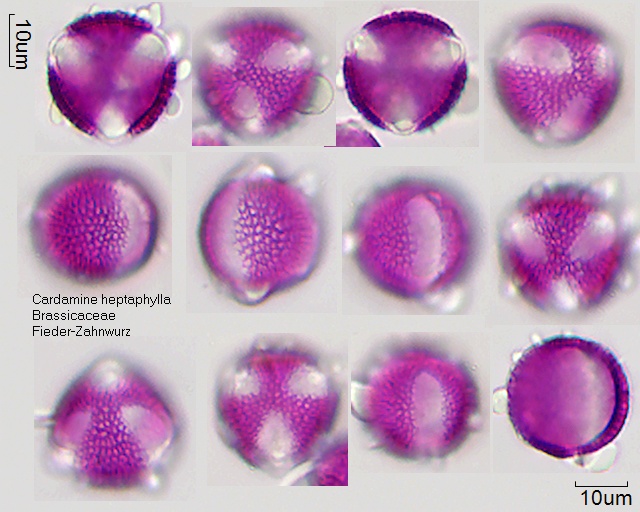 Pollen von Cardamine heptaphylla
