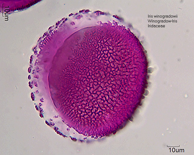 Pollen von Iris winogradownii (1).jpg